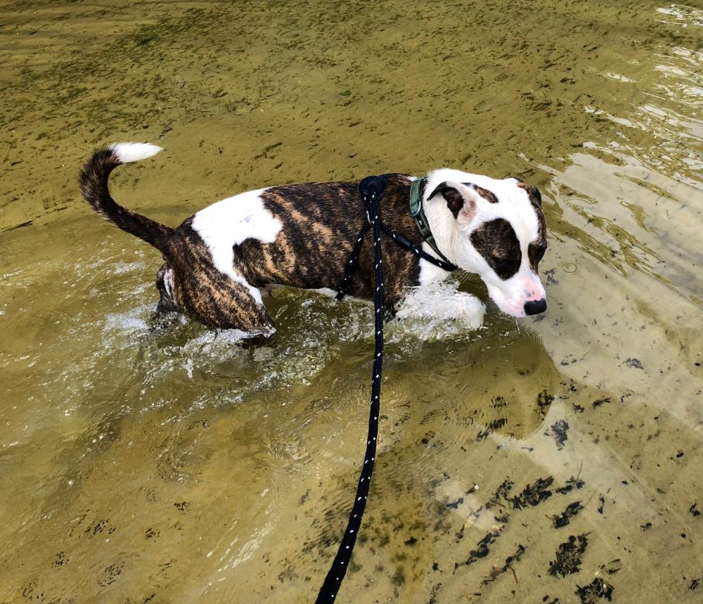 Moose, an adoptable Mixed Breed in Grayling, MI, 49738 | Photo Image 6
