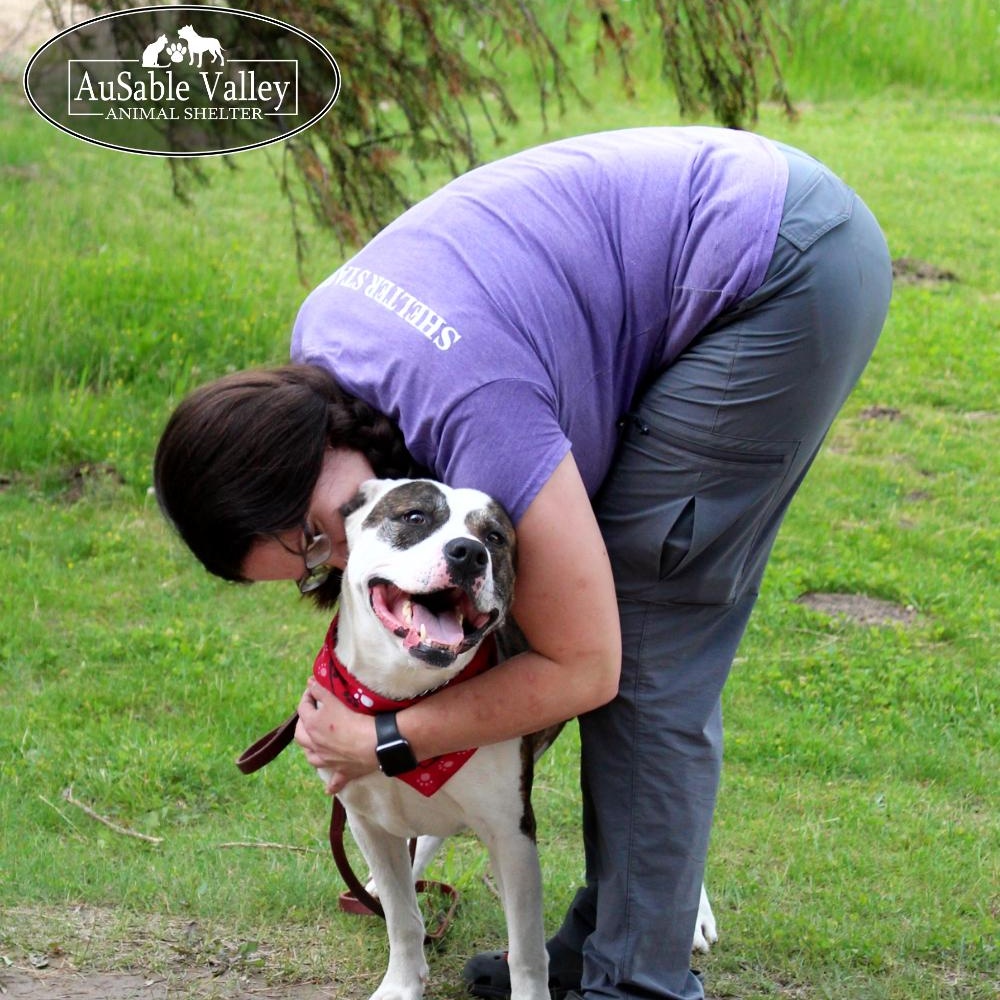 Moose, an adoptable Mixed Breed in Grayling, MI, 49738 | Photo Image 2