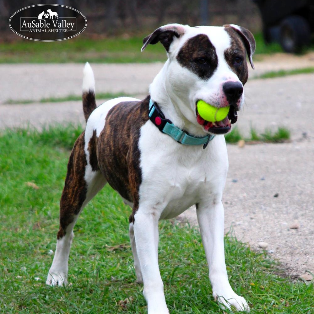 Moose, an adoptable Mixed Breed in Grayling, MI, 49738 | Photo Image 3