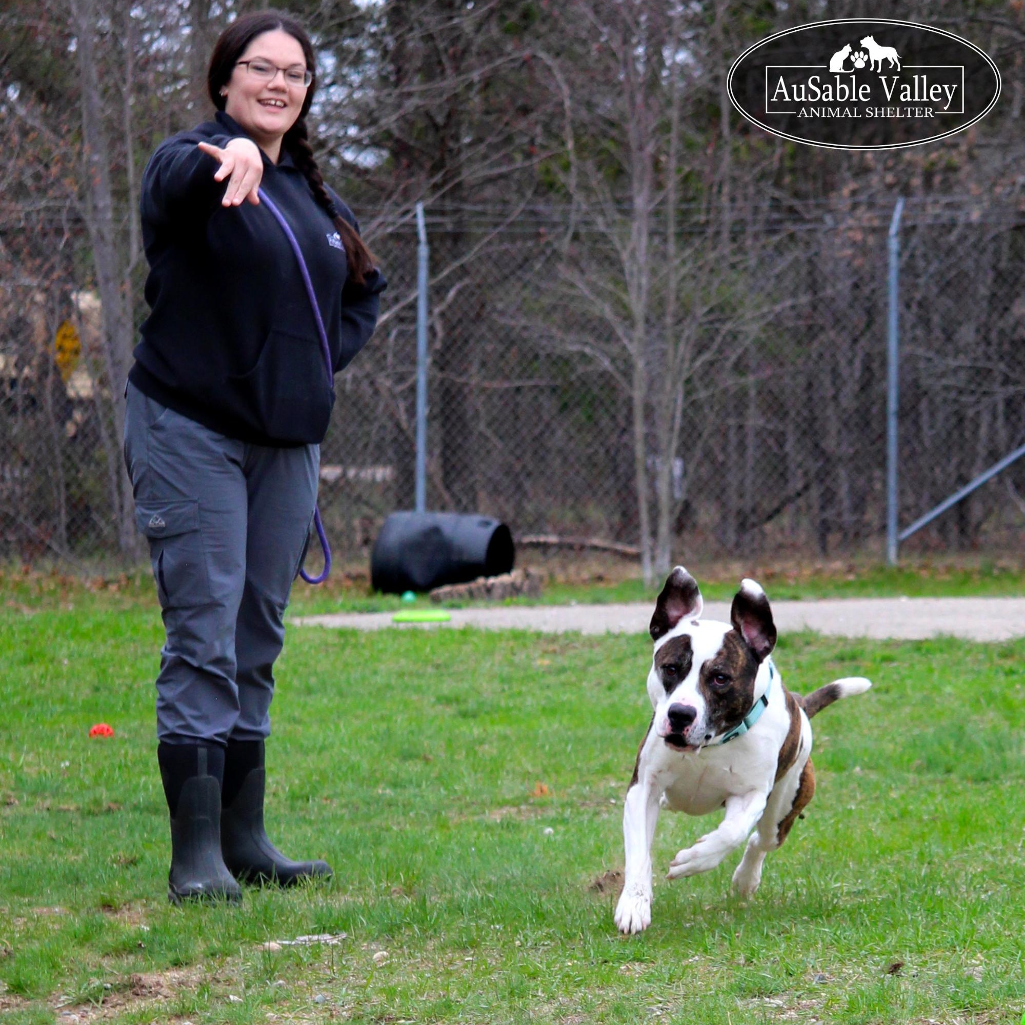 Moose, an adoptable Mixed Breed in Grayling, MI, 49738 | Photo Image 4