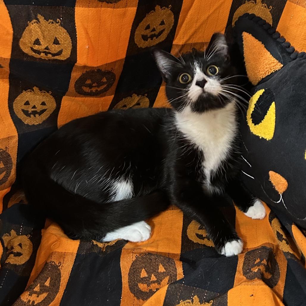 Lacey, Adoptable, Young Female Domestic Short Hair & Domestic Medium Hair.