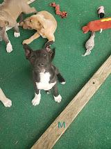 THIN MINT, a Adoptable mixed breed in Athens, AL image 1/5