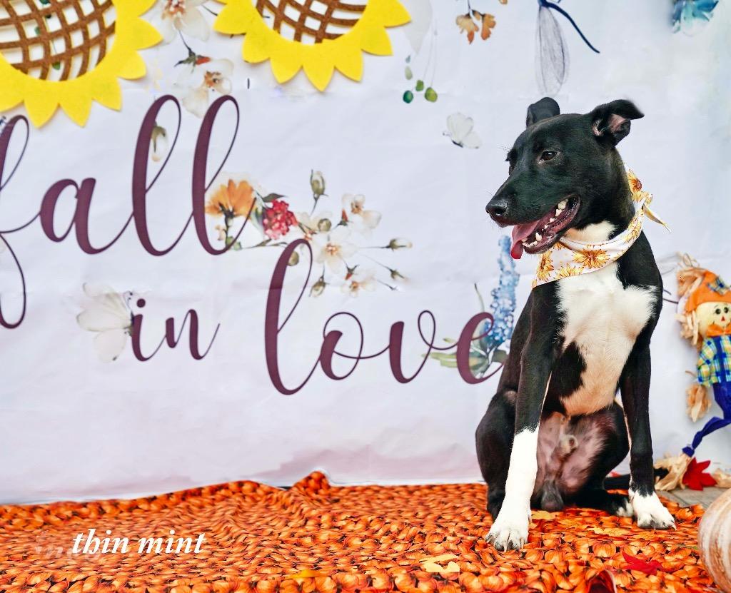 THIN MINT, a Adoptable mixed breed in Athens, AL image 3/5