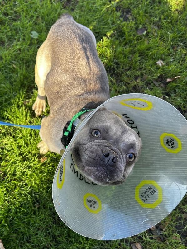 Enlarge Dandy Lion, a Adoptable mixed breed in Oakland, CA image 1/2
