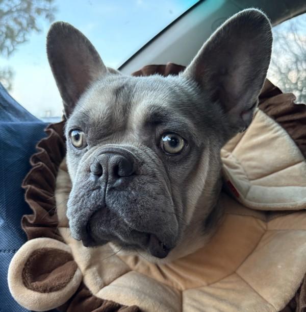 Enlarge Dandy Lion, a Adoptable mixed breed in Oakland, CA image 2/2