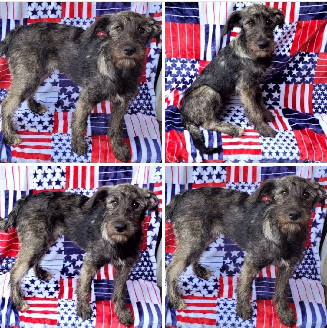 HOWARD ELKIEPOO 2