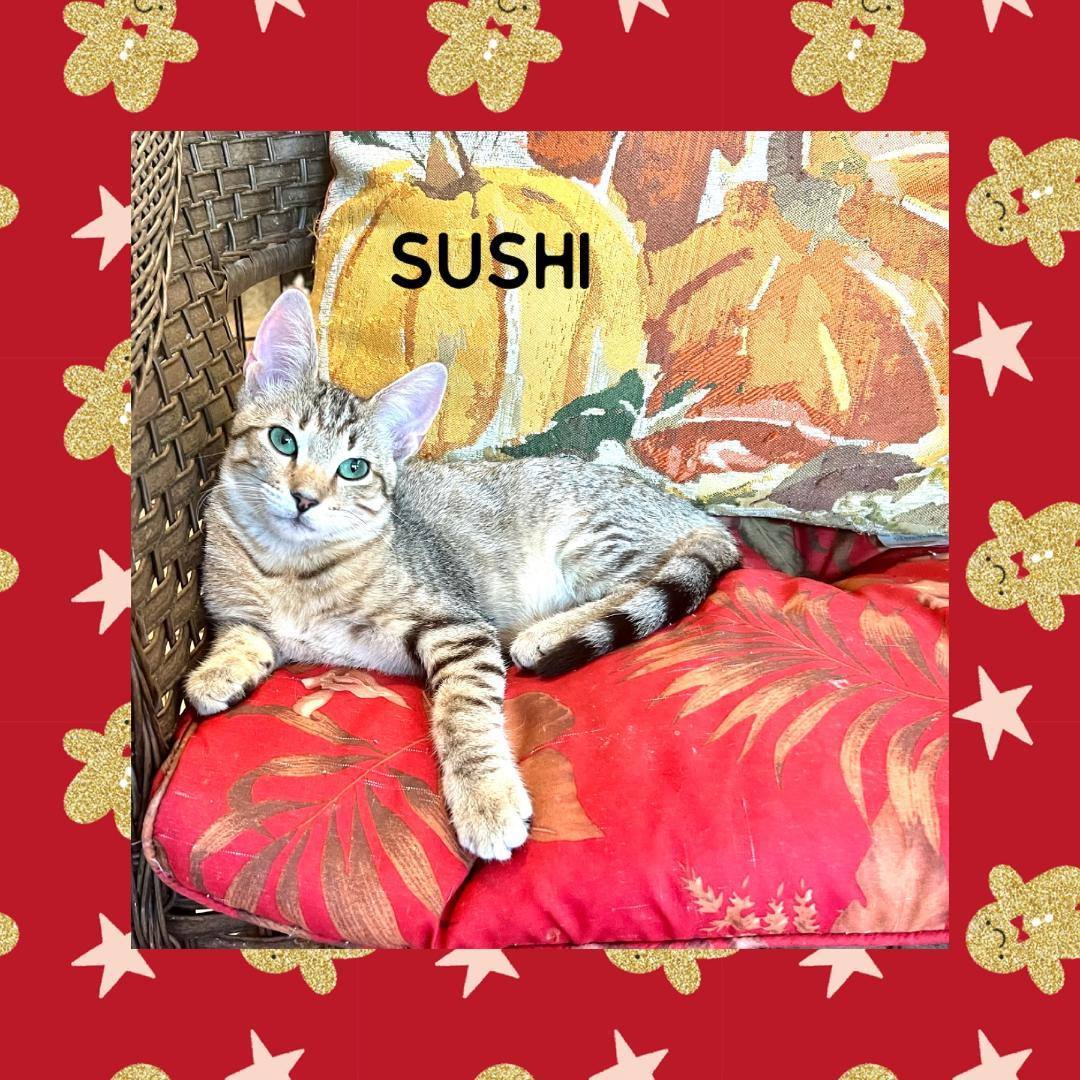 Sushi, a Adoptable Domestic Short Hair in Gilroy, CA image 4/6