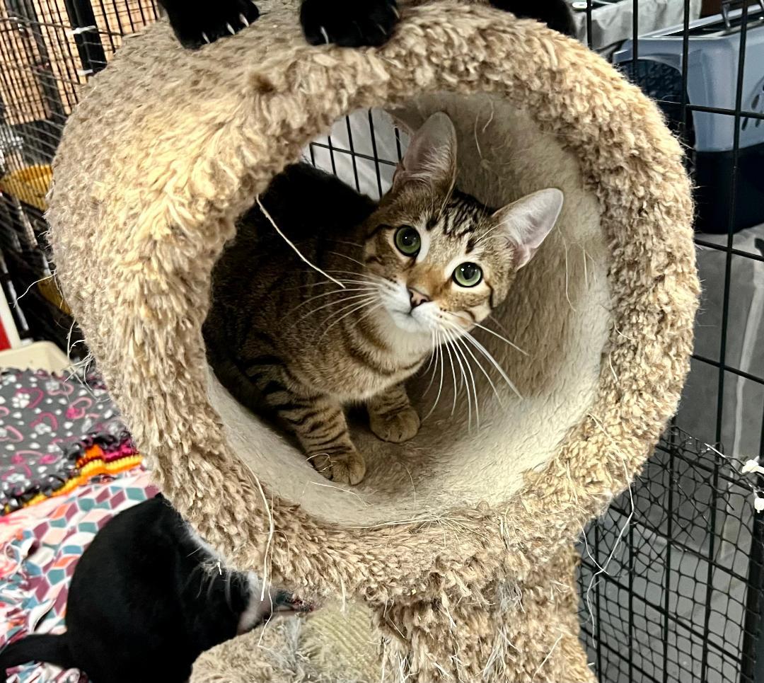 Sushi, a Adoptable Domestic Short Hair in Gilroy, CA image 3/6