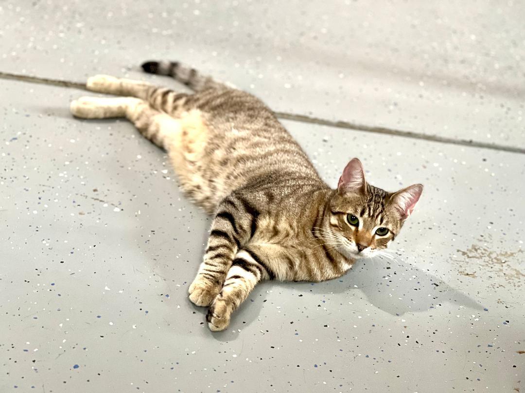 Sushi, a Adoptable Domestic Short Hair in Gilroy, CA image 2/6