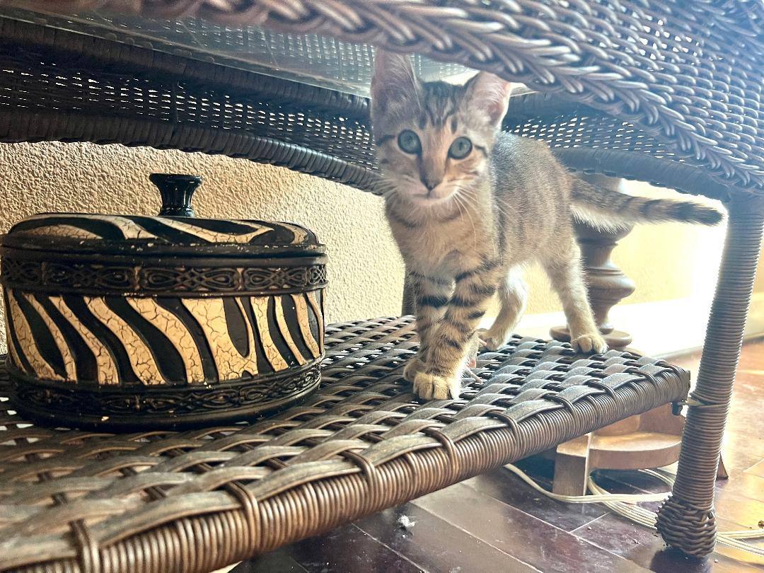 Sushi, a Adoptable Domestic Short Hair in Gilroy, CA image 5/6