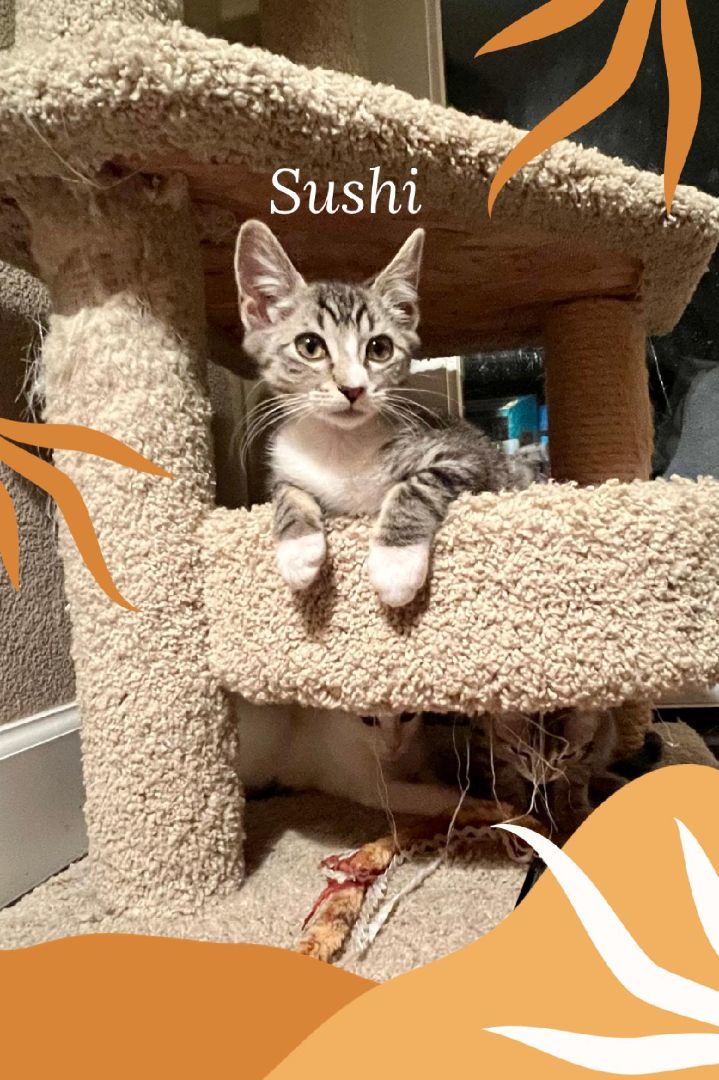 Sushi, a Adoptable Domestic Short Hair in Gilroy, CA image 6/6