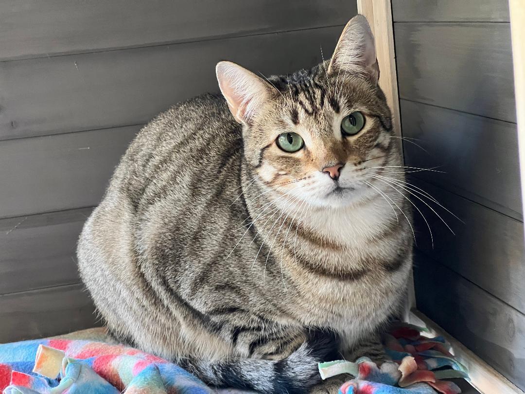 Sushi, a Adoptable Domestic Short Hair in Gilroy, CA image 1/6