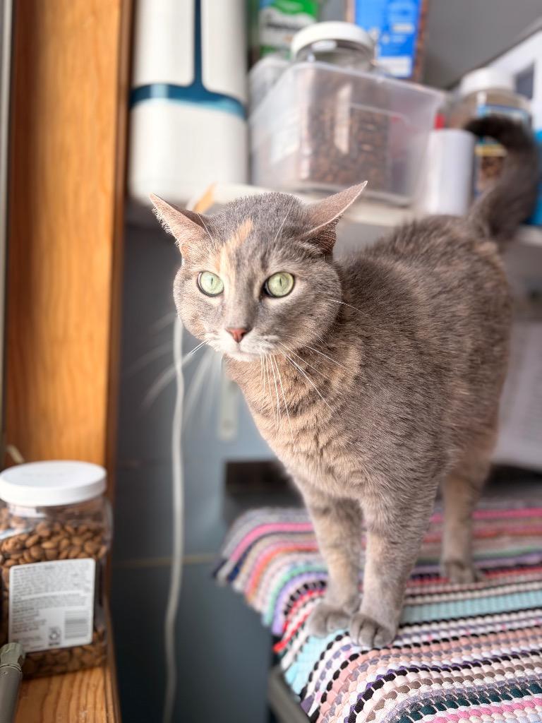 GM1 Hazel, Adoptable, Adult Female Domestic Short Hair.