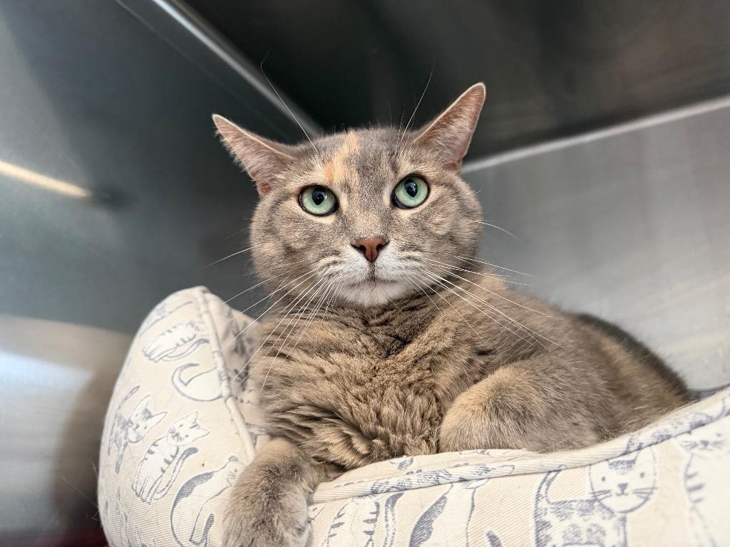 Enlarge GM1 Hazel, a Adoptable mixed breed in Ashland, WI image 2/4