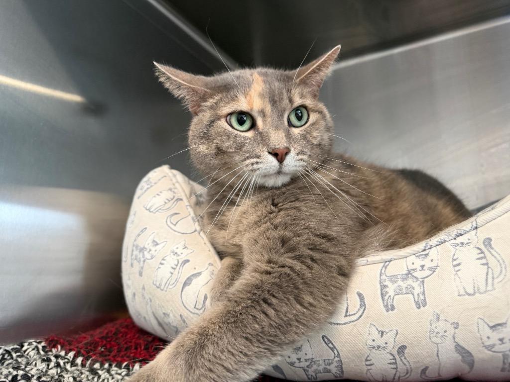 Enlarge GM1 Hazel, a Adoptable mixed breed in Ashland, WI image 3/4