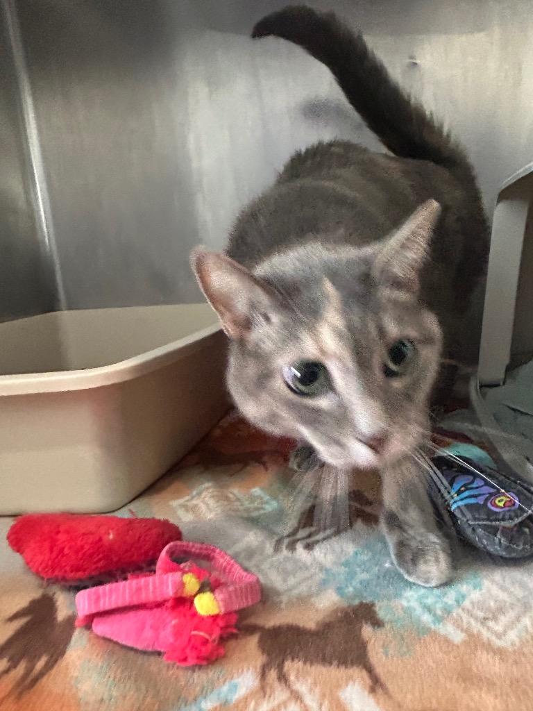 Enlarge GM1 Hazel, a Adoptable mixed breed in Ashland, WI image 4/4