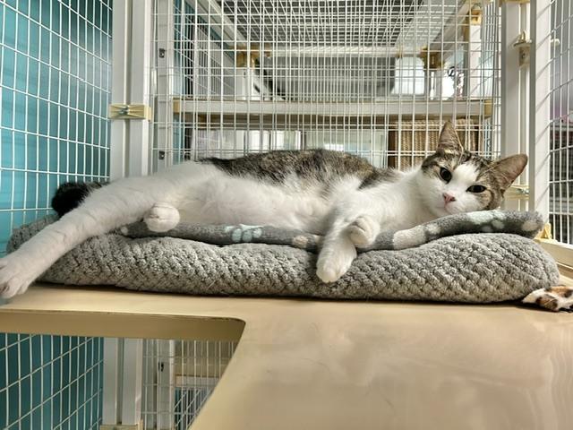 Kaa **Fee Sponsored by Pat!**, Adoptable, Adult Male Domestic Short Hair.