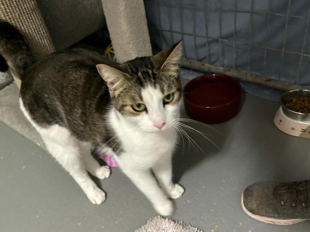 Kaa **Fee Sponsored by Pat!**, Adoptable, Adult Male Domestic Short Hair.