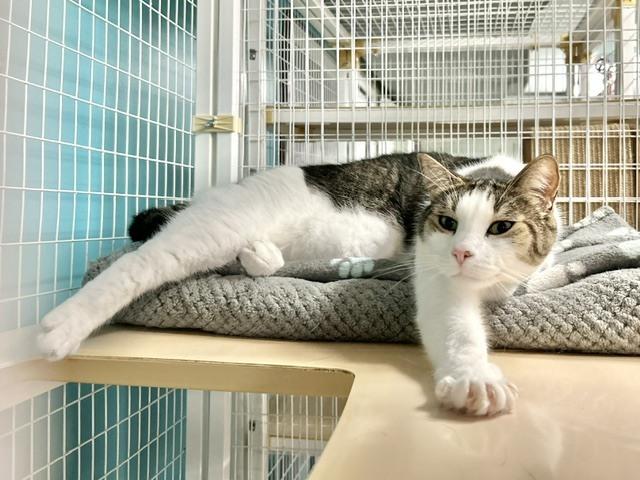 Enlarge Kaa *Fee Sponsored by Pat!*, a Adoptable Domestic Short Hair in Muskegon, MI image 3/6