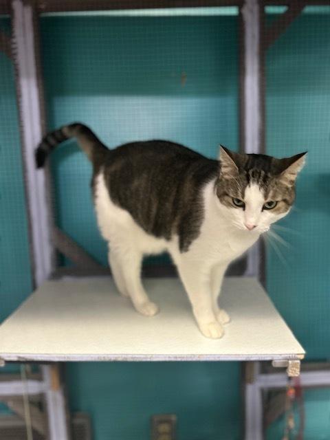 Kaa **Fee Sponsored by Pat!**, a Adoptable Domestic Short Hair in Muskegon, MI image 3/6