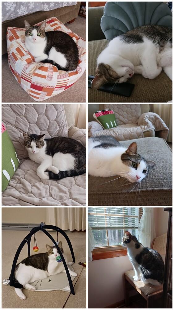 Enlarge Kaa *In Foster*, a Adoptable Domestic Short Hair in Muskegon, MI image 4/6