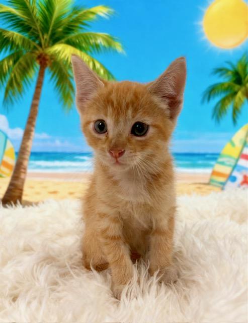 Sandy, Adoptable, Kitten Male Domestic Short Hair.