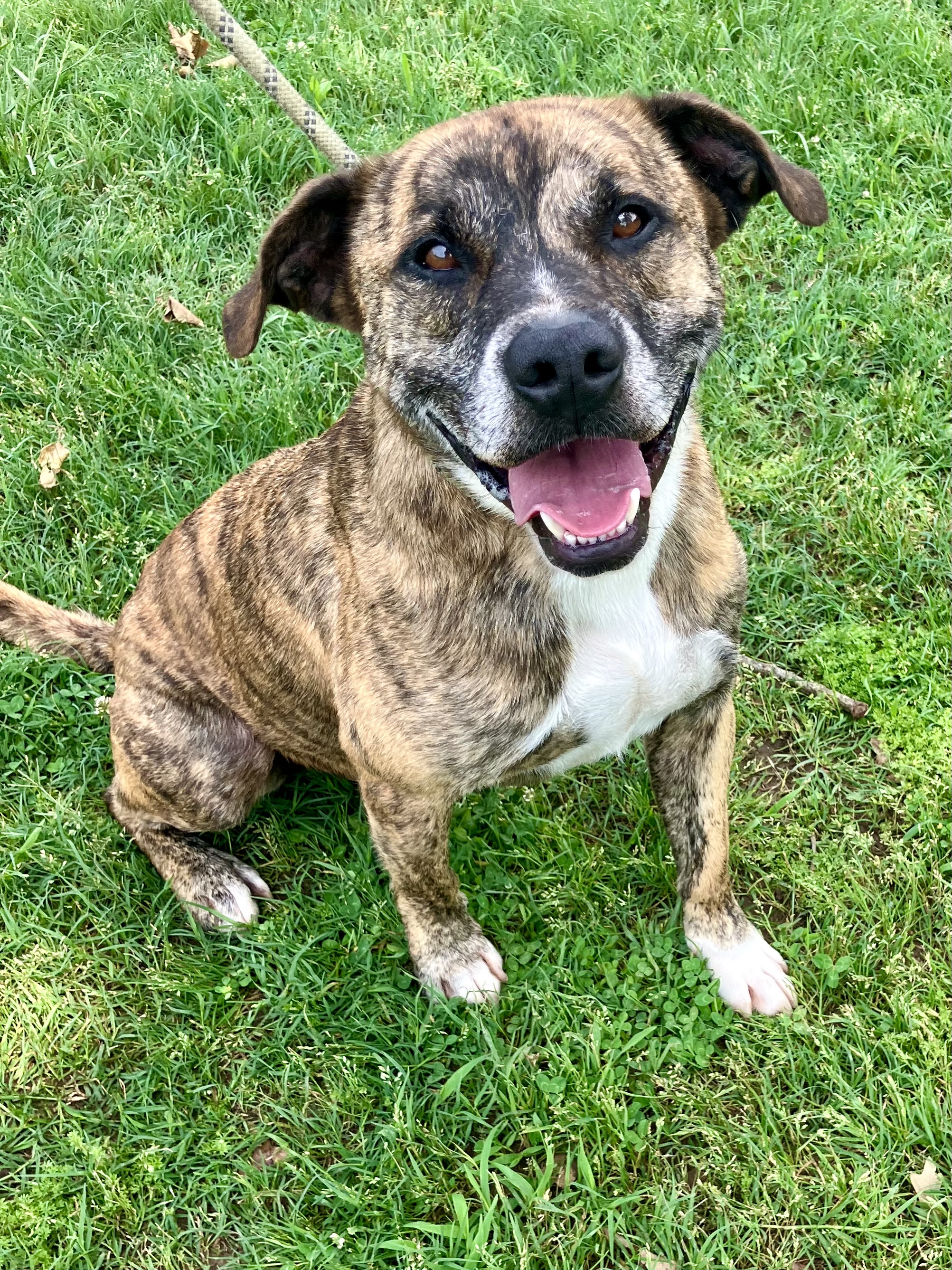 Enlarge Bandit, a Adoptable mixed breed in Mineola, TX image 1/3