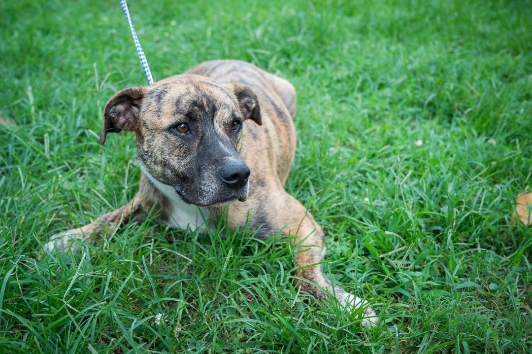 Enlarge Bandit, a Adoptable mixed breed in Mineola, TX image 3/3