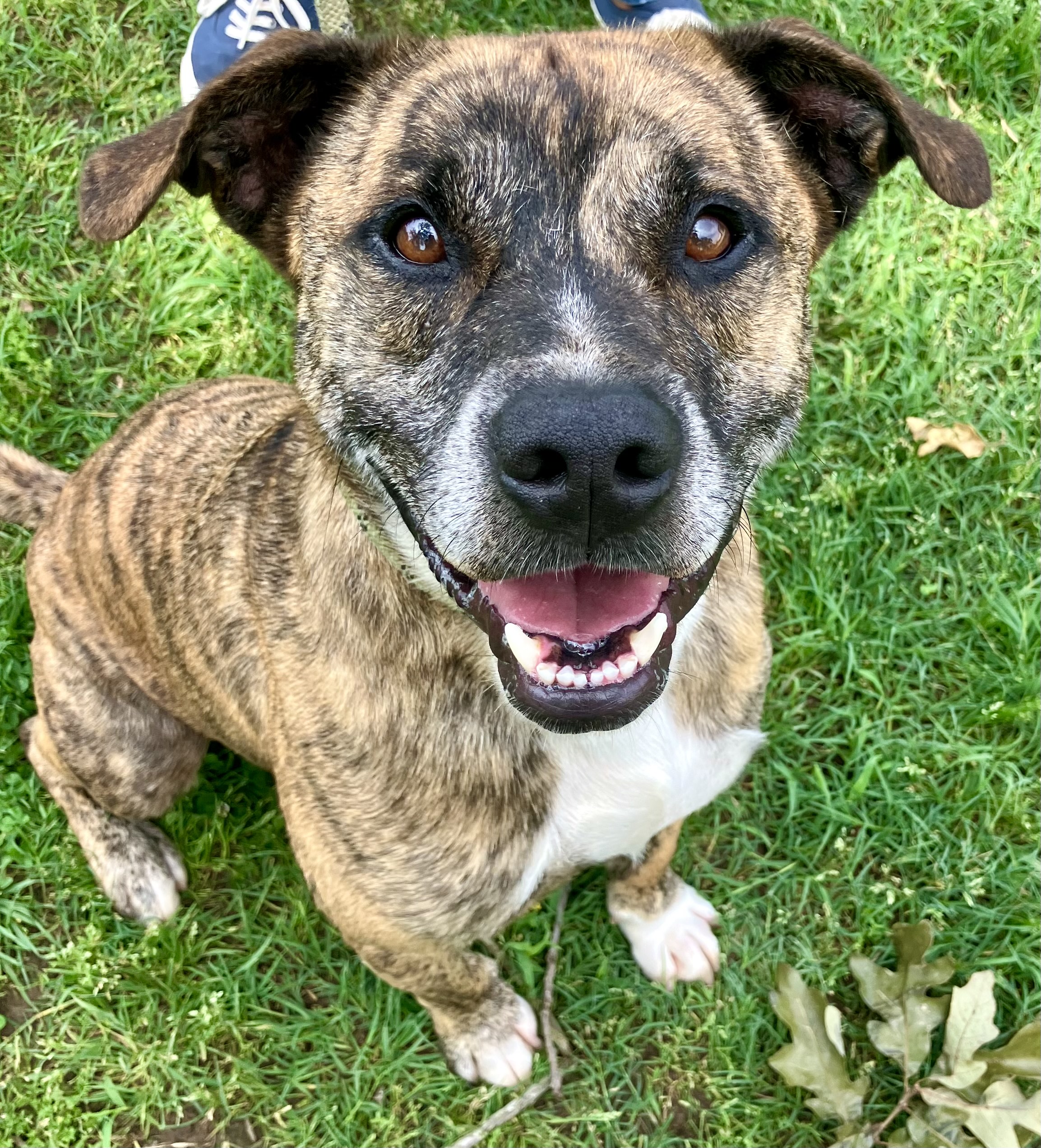 Bandit, an adoptable Pit Bull Terrier in Mineola, TX, 75773 | Photo Image 2
