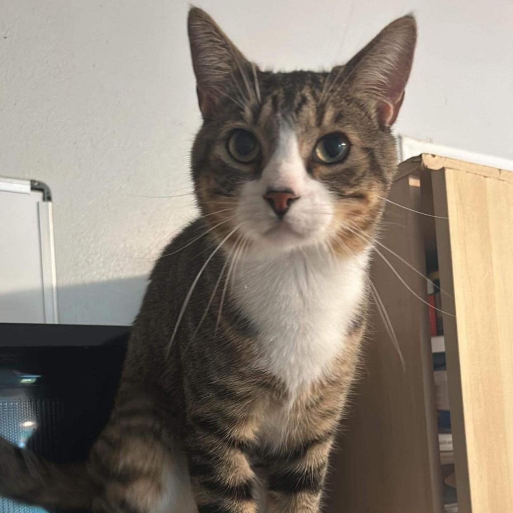 Enlarge Chonk, a Adoptable Domestic Short Hair in Brawley, CA image 1/4