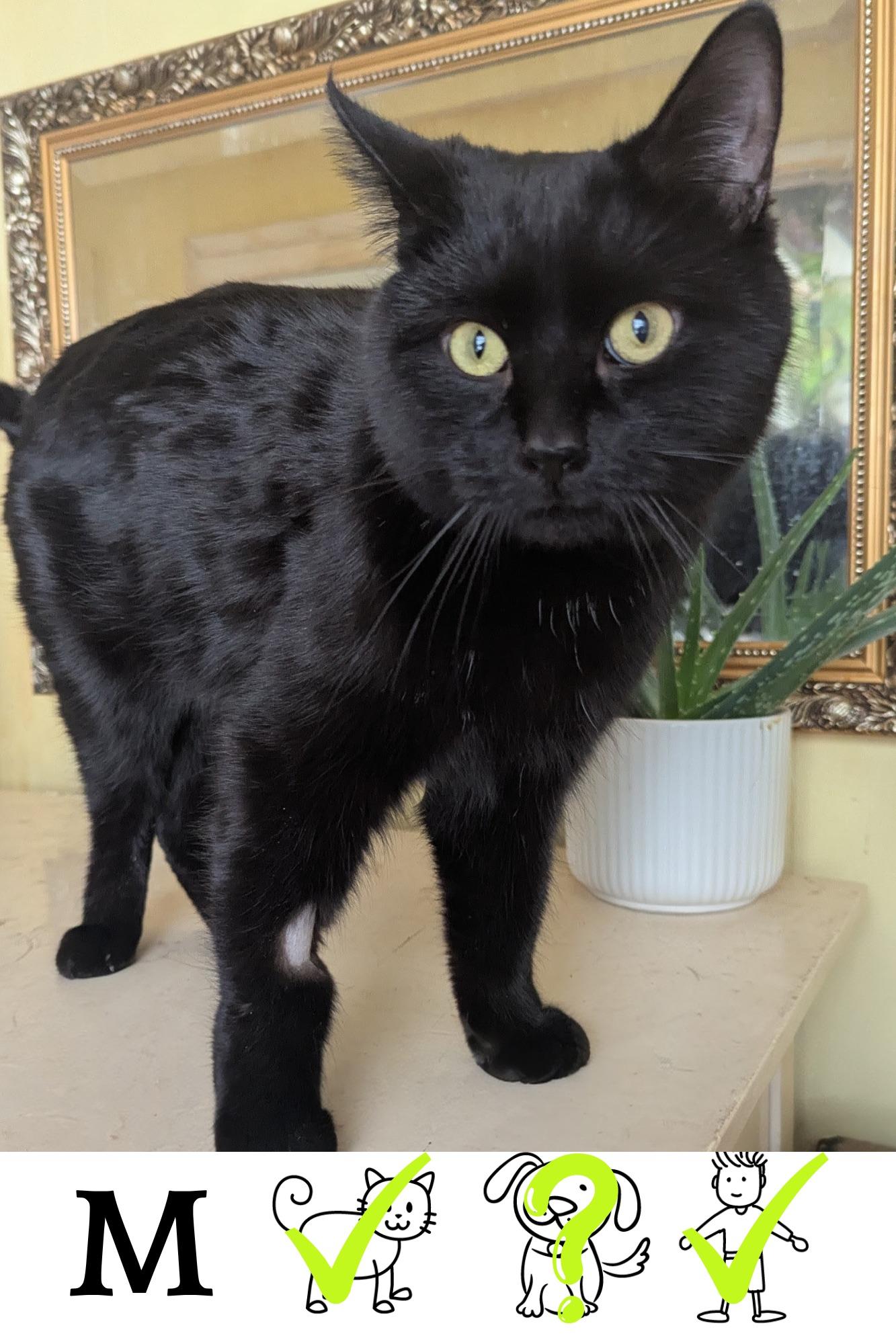 Rémi, Adoptable, Young Male Domestic Medium Hair.