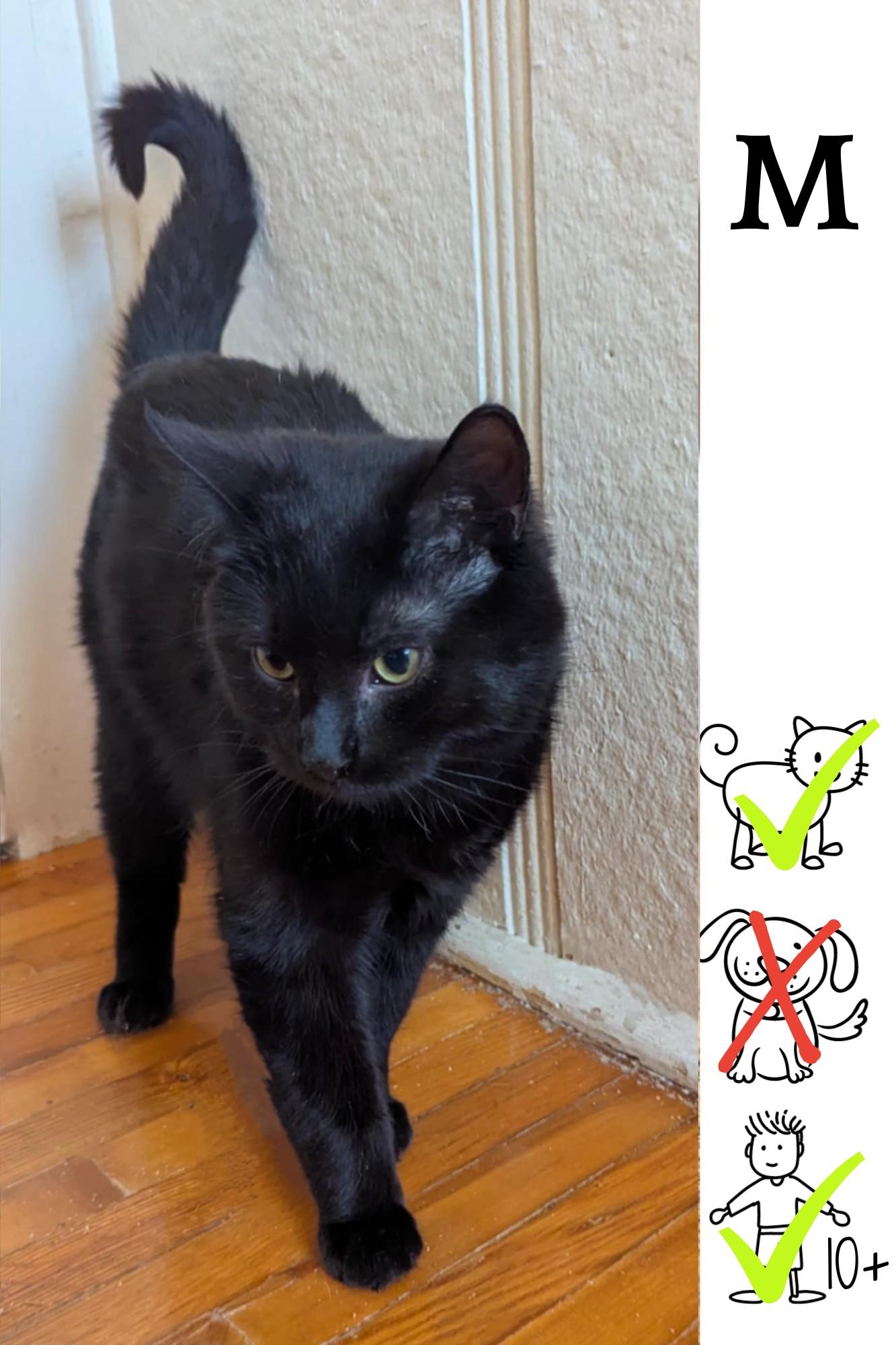 Enlarge Croc-monsieur, a Adoptable Domestic Medium Hair in Saint-Chrysostome, QC image 1/1