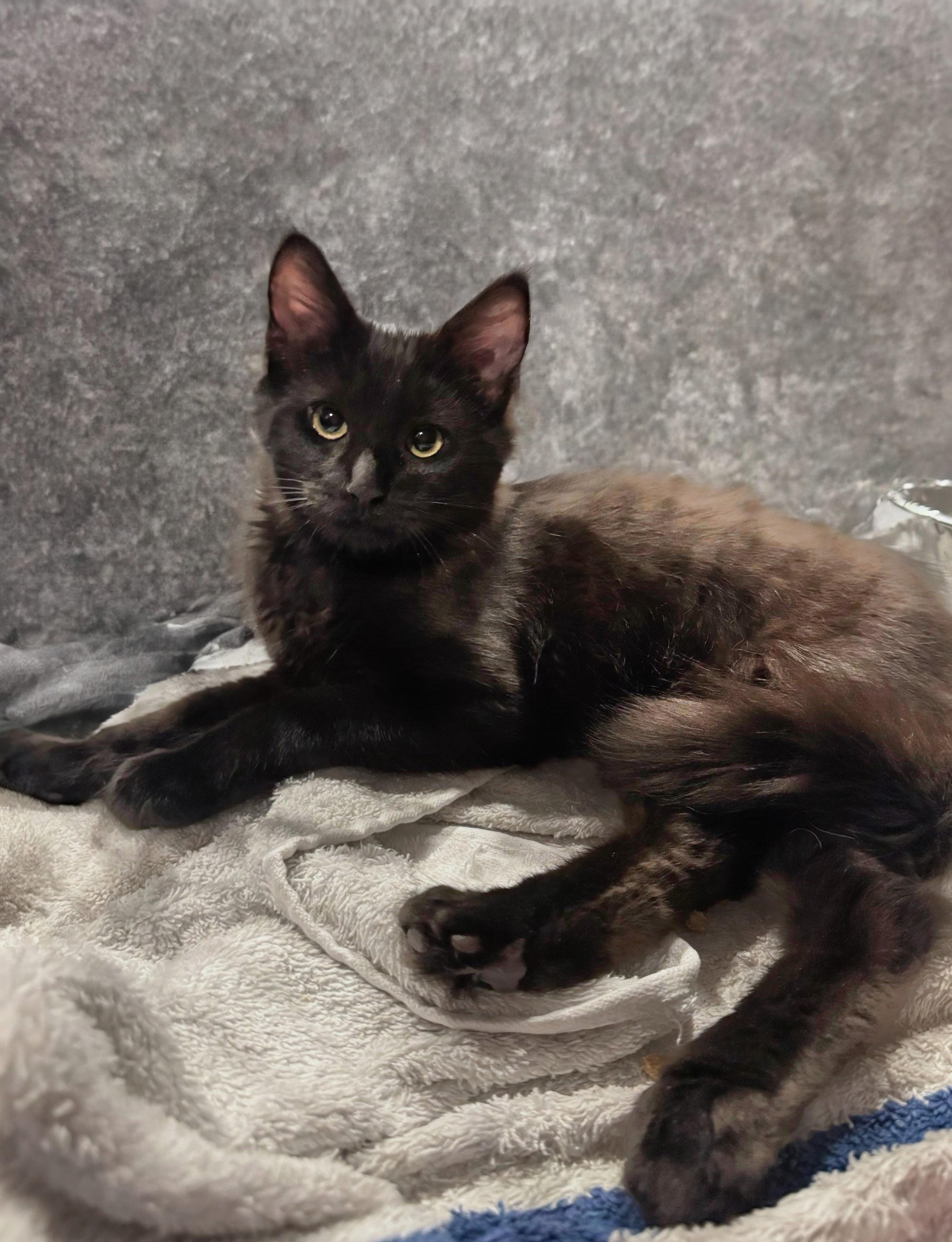 Enlarge Percy, a Adoptable mixed breed in Syosset, NY image 2/6
