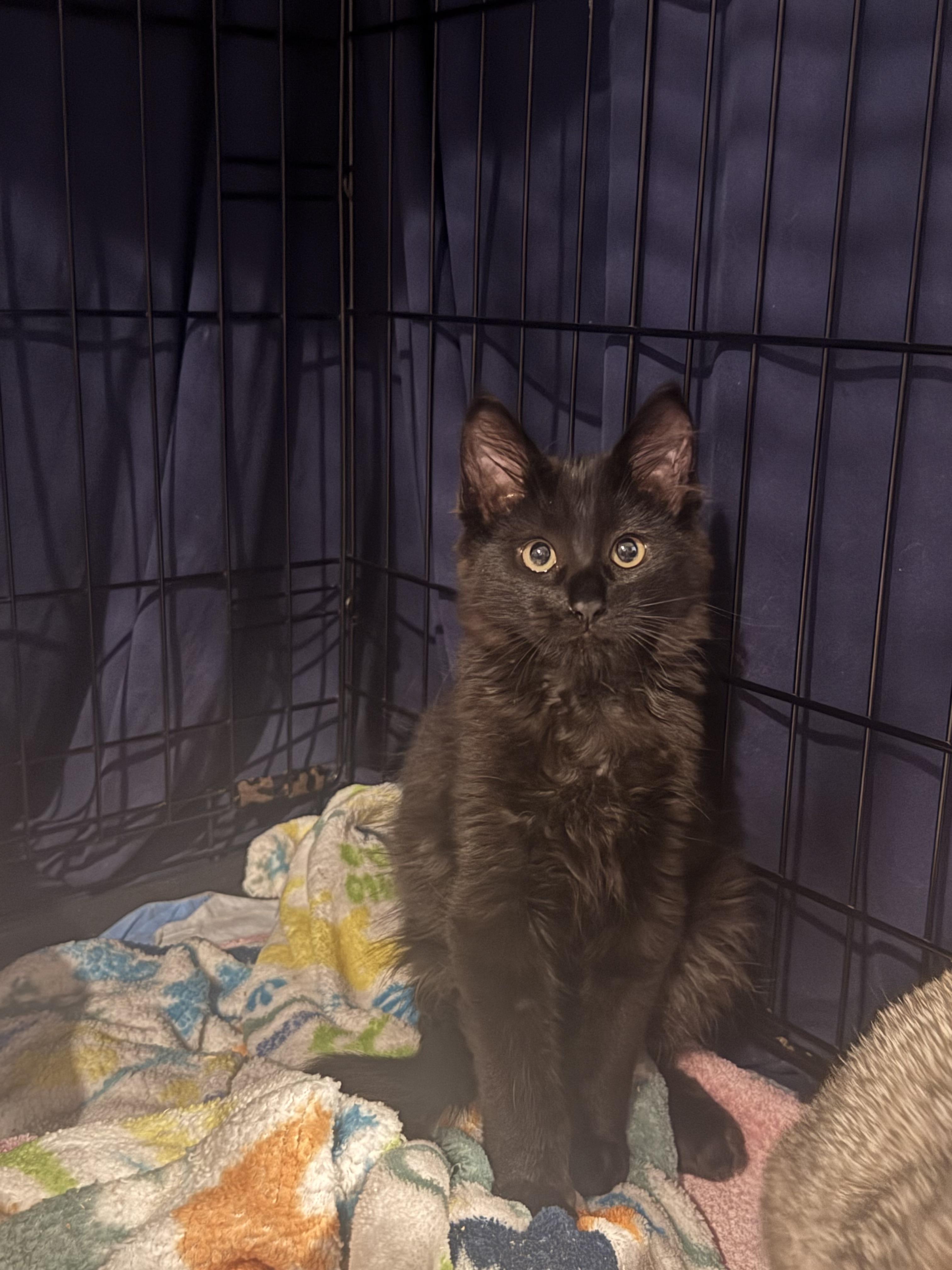Enlarge Percy, a Adoptable mixed breed in Syosset, NY image 4/6