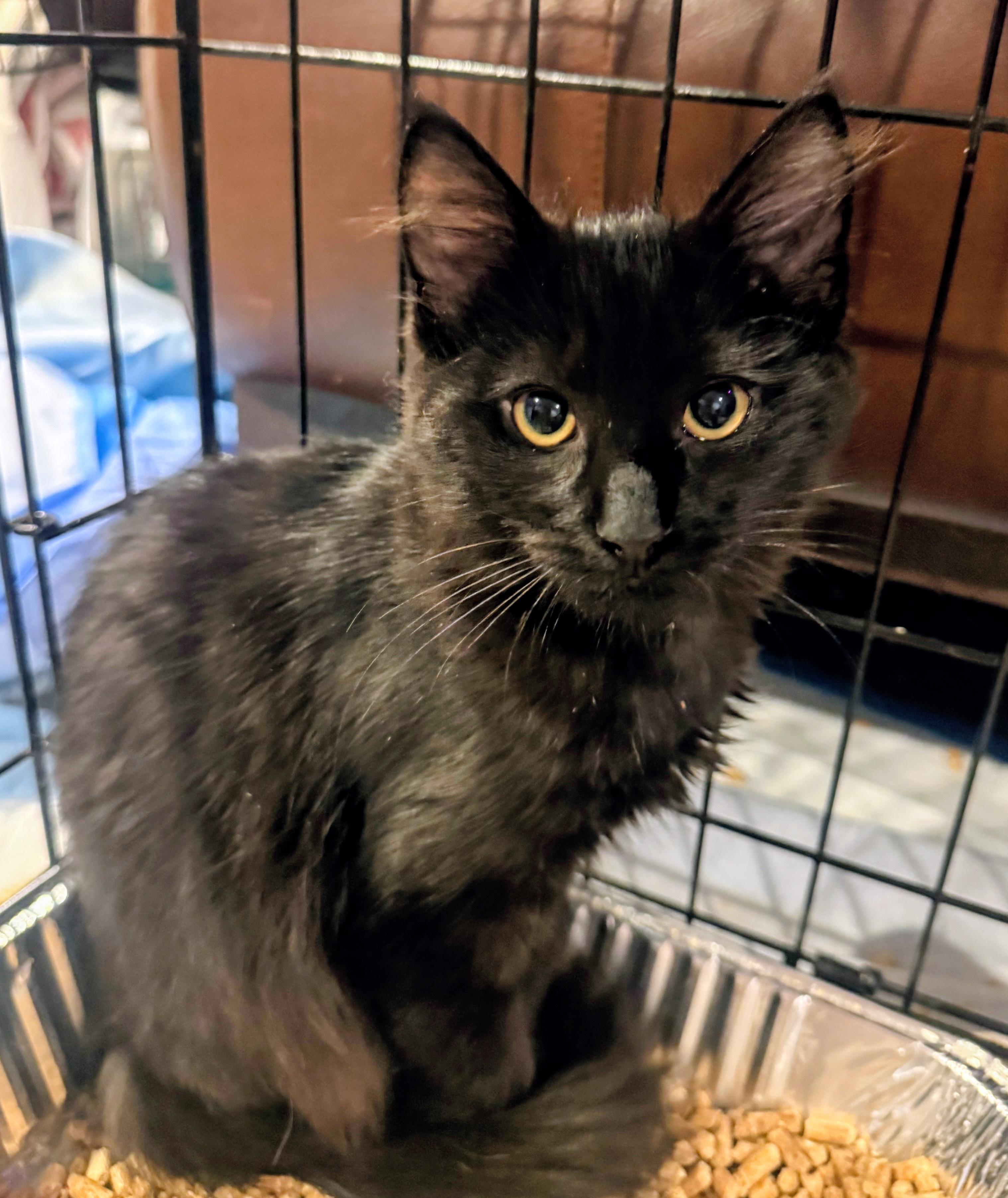 Percy, Adoptable, Kitten Male Maine Coon & Domestic Medium Hair.
