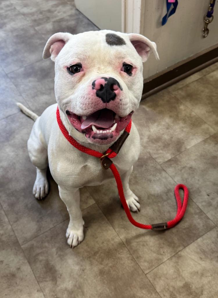 Bark Twain, Adoptable, Young Male American Bulldog.