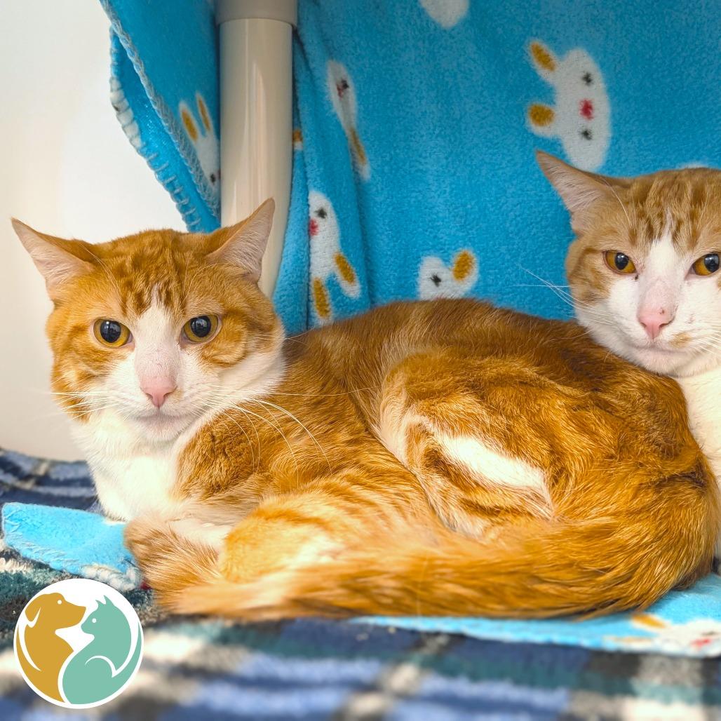 Snickers, Adoptable, Adult Male Domestic Short Hair.