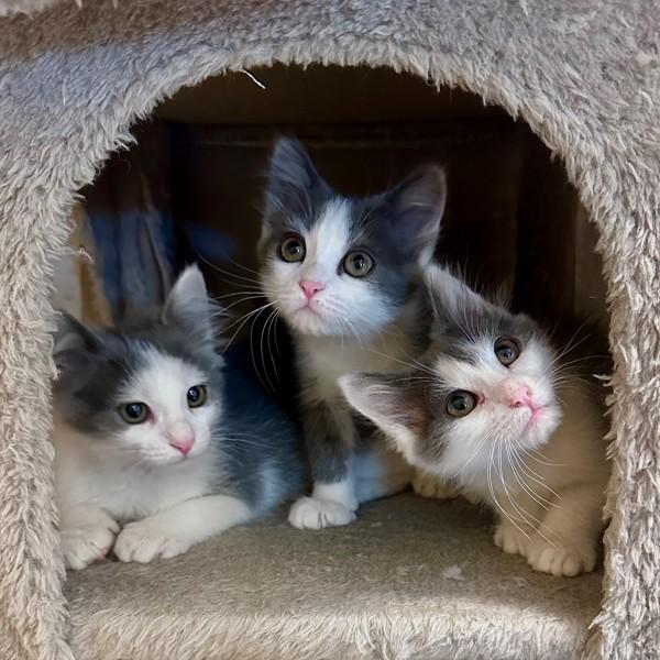 Louisa May Alcott, Adoptable, Kitten Female Domestic Medium Hair.