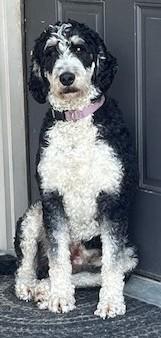Enlarge Izzy, a Adopted Bernedoodle in Fredericksburg, PA image 3/6