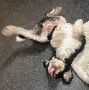 Enlarge Izzy, a Adopted Bernedoodle in Fredericksburg, PA image 6/6