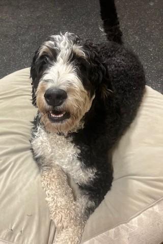 Enlarge Izzy, a Adopted Bernedoodle in Fredericksburg, PA image 4/6
