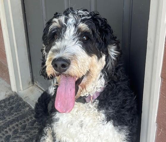 Izzy, Adopted, Adult Female Bernedoodle.