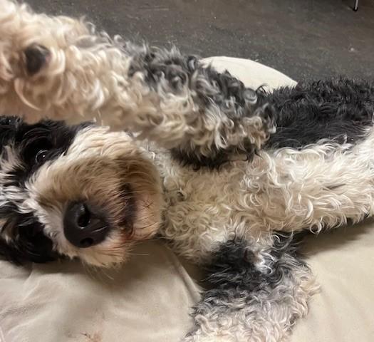 Enlarge Izzy, a Adopted Bernedoodle in Fredericksburg, PA image 5/6