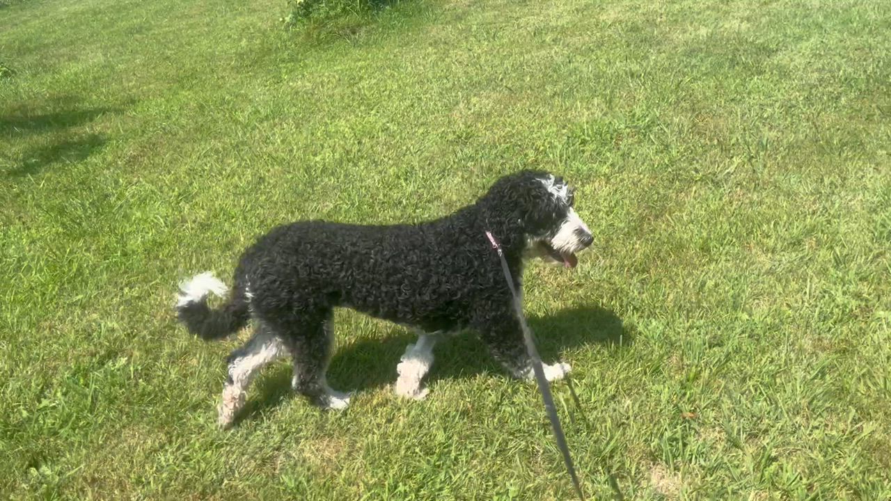 Enlarge Izzy, a Adopted Bernedoodle in Fredericksburg, PA video 2/6
