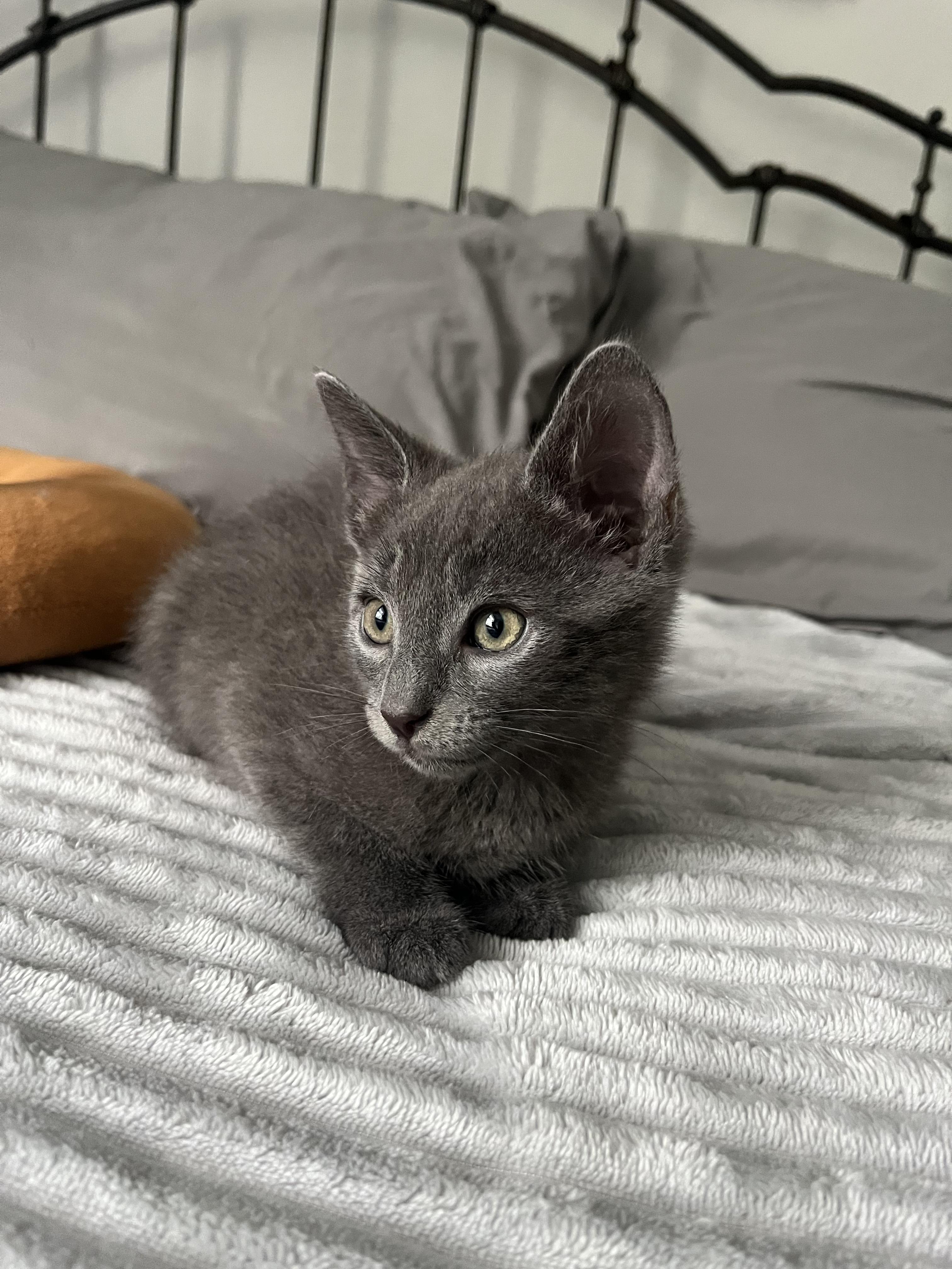 Kiwi 🥝, ADOPTABLE, Kitten Male Russian Blue.