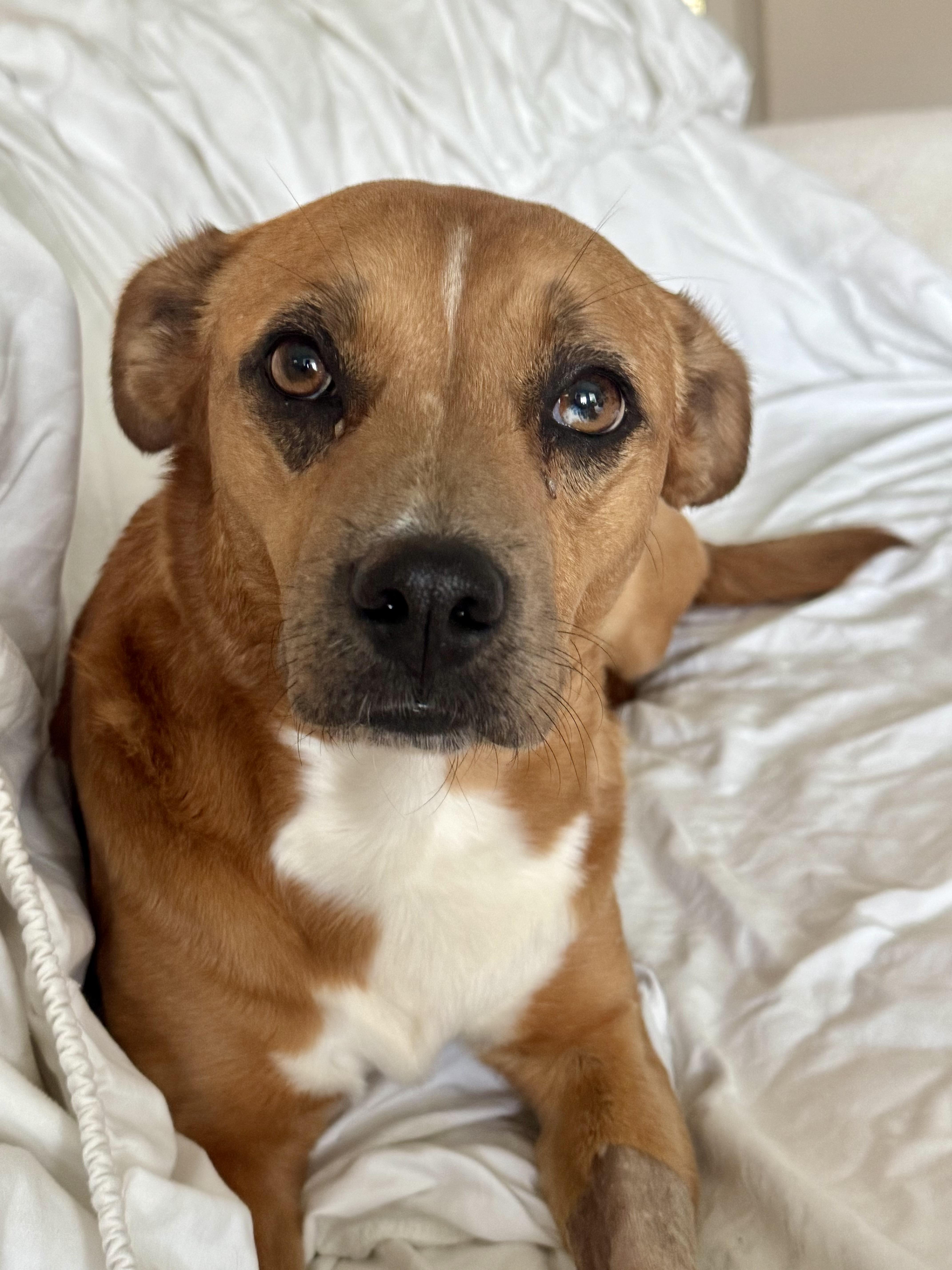 Gracie: one word:SWEET, a Adoptable mixed breed in Franklin, TN image 1/2