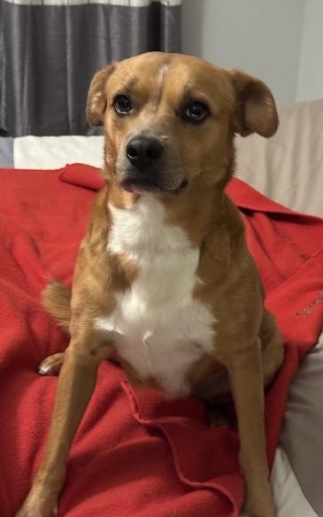 Gracie: one word:SWEET, an adoptable mixed breed in Franklin, TN image 5/5