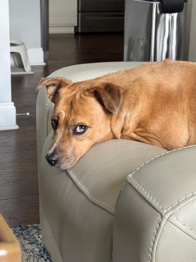 Gracie: one word:SWEET, an adoptable mixed breed in Franklin, TN image 2/5
