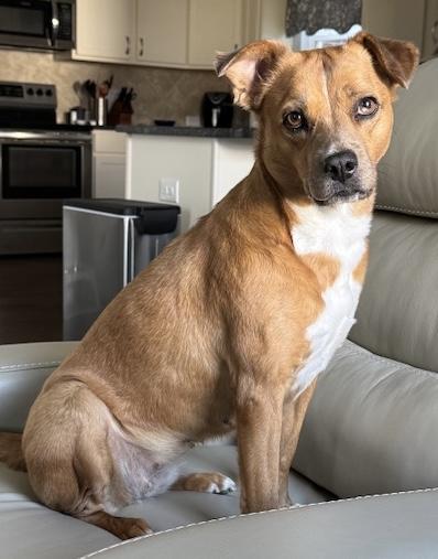 Gracie: one word:SWEET, adoptable, Adult Female Labrador Retriever & Australian Cattle Dog / Blue Heeler.