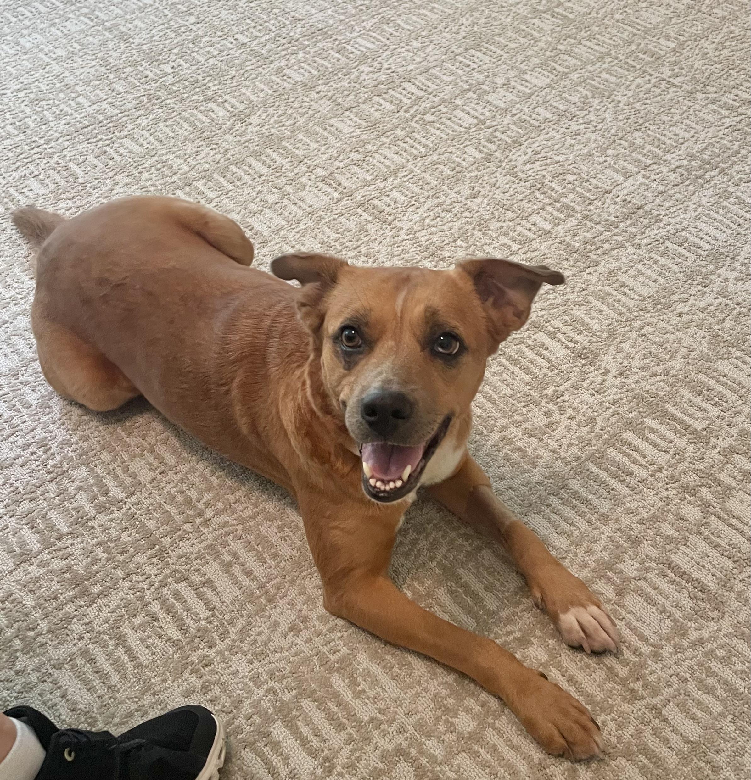 Gracie: one word:SWEET, a Adoptable mixed breed in Franklin, TN image 2/2